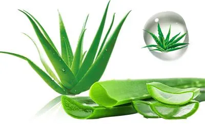 ألوي نوع من النبات جيدة لعيوننا