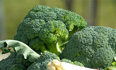 كيفية صنع مستخلص البروكلي؟