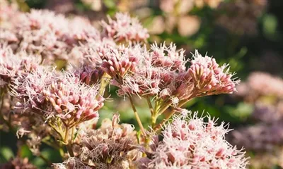 ما هي استخدامات مستخلص الروديولا الوردية؟